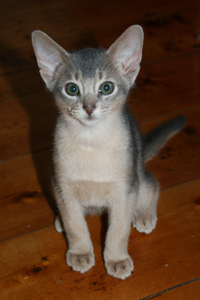 kit